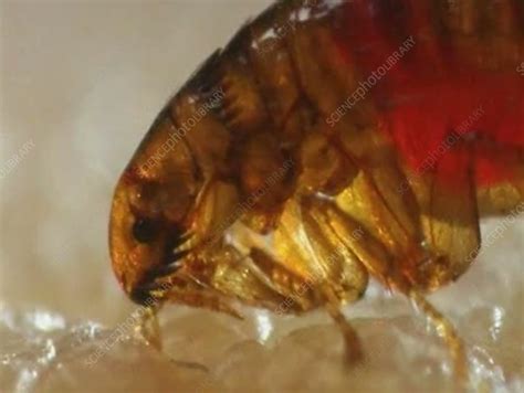 do fleas feed on human blood.